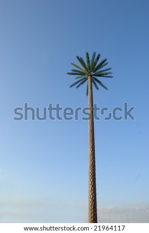 Very Tall Date Tree