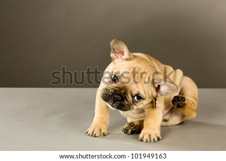 Scratching Puppy: Sweet six week old French bulldog puppy, brown with black points, wearing a collar and looking at the camera, scratches his ear Indoor studio shot with gray brown background