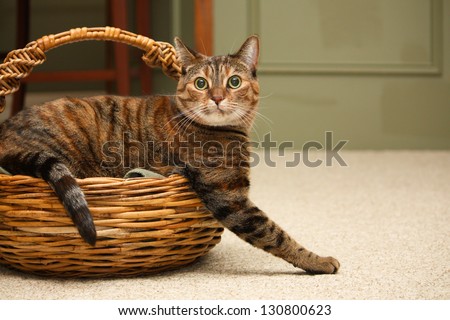 A tabby cat looks at the camera as he climbs out of a wicker knitting basket