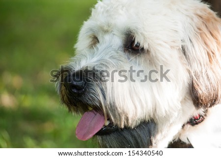 Close up of a Soft-coated Wheaten Terrier, a pure bred dog originating from Ireland