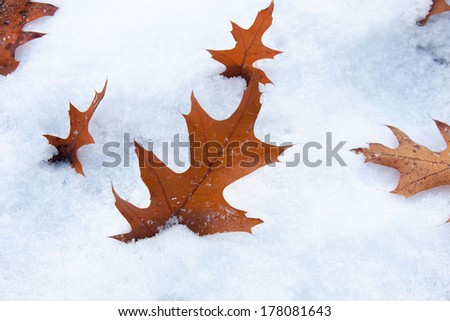 An early November snow storm in London Ontario Canada made for an interesting contrast of these coloured Oak leaves in the snow.