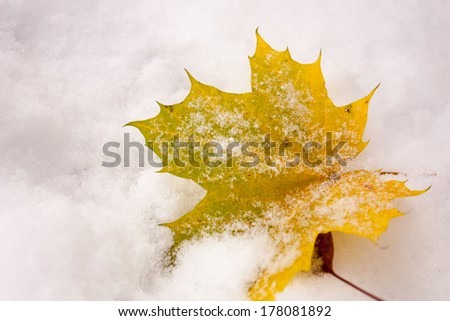 A single yellow maple leaf in the snow after an early fall snow storm in London Ontario Canada.