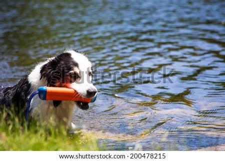 a dog emerges from the pond with a water toy