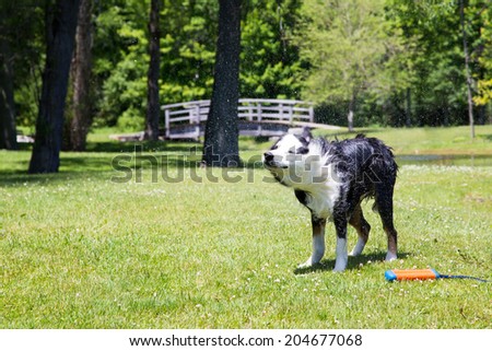A dog shakes after swimming in the pond.  His water toy lays beside him on the ground