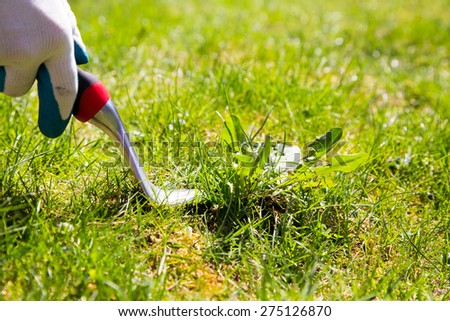 Using a weed pulling tool to remove a weed from the lawn by hand