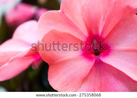 A close up on a bright pink flowering impatiens plant, known for tolerating shade.  This sun impatient tolerates more sun