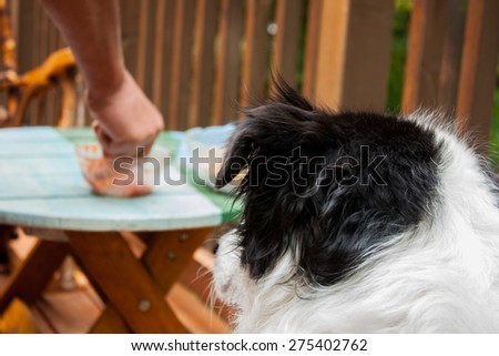 Focus is on the dog who can be seen from behind, coveting the snacks on the table that are right at nose level