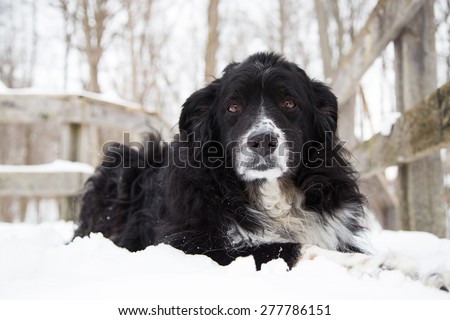 A black tri-colored Australian shepherd dog laying in the snow looking into the camera