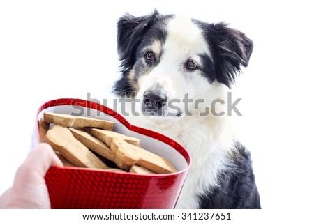 A dog looks longingly at a heart shaped box of dog biscuits, on white background