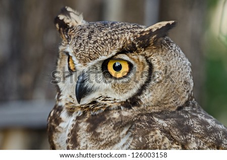 Great horned owl - Virginia owl
