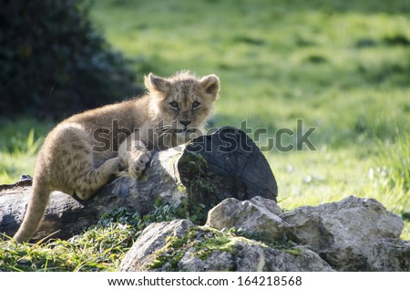 Lion Family Young Lions Lion King Cubs Kitty Big Cats