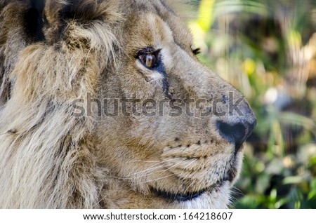 Lion Family Young Lions Lion King Cubs Kitty Big Cats