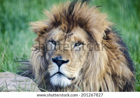 The Lion king proud portrait wilderness wild hair