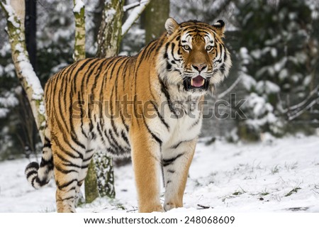 Big Cat in the first snow