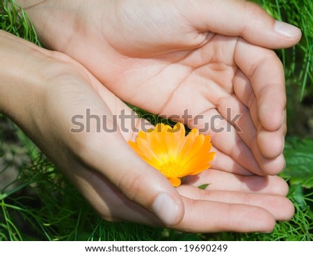 Hands hold out a flower