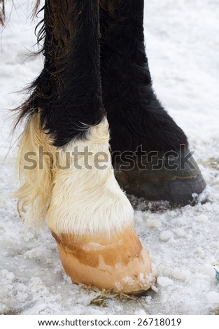 black and white pictures of horses. stock photo : lack and white