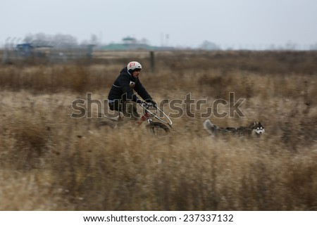 Kharkov, UKRAINE - November 15, 2014Unidentified at Sled dogs dry land race Autumn Cup - 2014