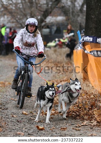 Kharkov, UKRAINE -?? November 15, 2014: Tatiana Filatova at Bikejoring with two dogs Women\'s 3100 m at Sled dogs dry land race Autumn Cup - 2014