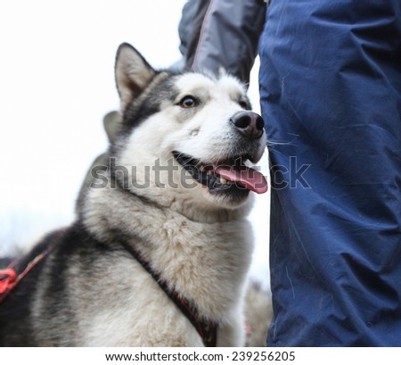 Kharkov, UKRAINE - November 15, 2014: Husky dog waiting for its heats at sled dogs dry land race Autumn Cup - 2014