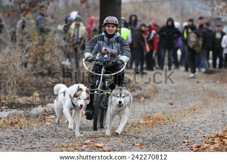Kharkov, UKRAINE - November 15, 2014: Irina Kasinova at Bikejoring with two dogs Women\'s 3100 m at Sled dogs dry land race Autumn Cup - 2014