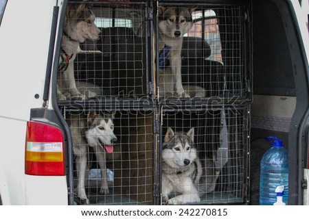 Kharkov, UKRAINE - November 15, 2014: Dogs rest in cages after Sled dogs dry land race Autumn Cup - 2014