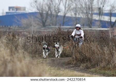 Kharkov, UKRAINE - November 15, 2014: Tatiana Filatova at Bikejoring with two dogs Women\'s 3100 m at Sled dogs dry land race Autumn Cup - 2014
