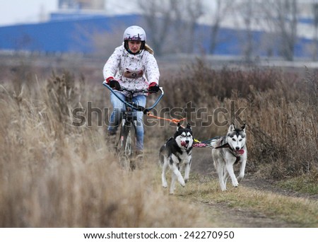 Kharkov, UKRAINE - November 15, 2014: Tatiana Filatova at Bikejoring with two dogs Women's 3100 m at Sled dogs dry land race Autumn Cup - 2014