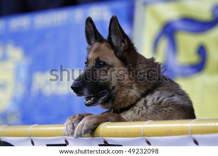 KHARKIV, UKRAINE - MARCH 20: Police dog watches soccer game FC Metalist (Kharkiv) vs. FC Metalurg (Zaporozhye) March 20, 2010 in Kharkov, Ukraine. FC Metalist (Kharkiv) won 4-0.