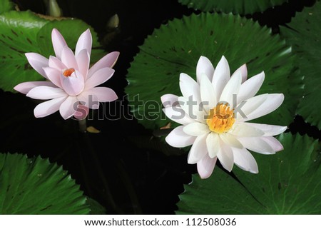 top view two water lily in pond
