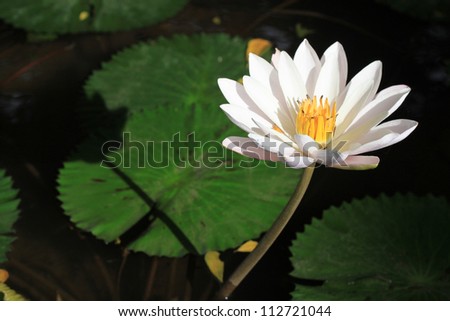 big white water lily in morning and shadow lotus on the pool