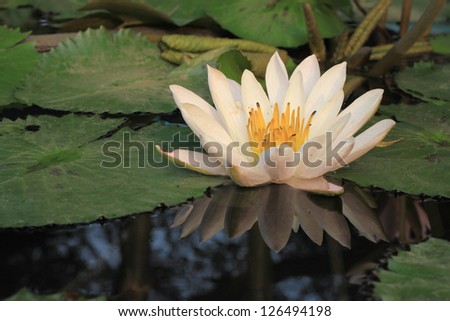 white water lily and shadow in water beautiful