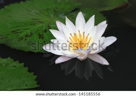 shadow water lily and water lily white