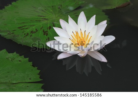 beautiful water lily and shadow water lily in pool