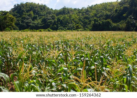 farm corn and landscape , corn , farm , land , nature