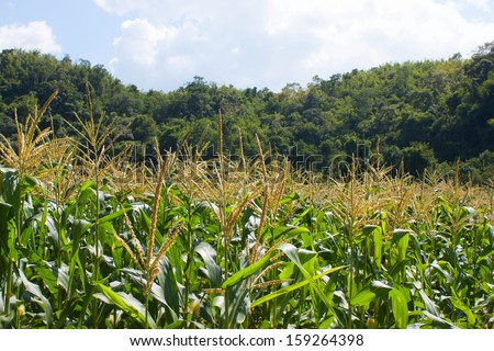 farm corn and landscape , corn , farm , land , nature