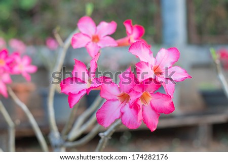 A blooms pink color Desert Rose Impala Lily Mock Azalea