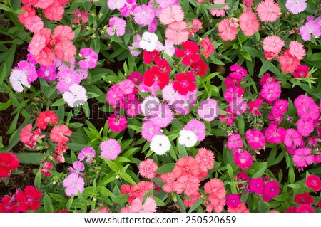 Dianthus Flower , Pink, Indian pink, China pink, Rainbow pink