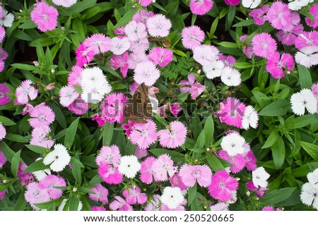 Dianthus Flower , Pink, Indian pink, China pink, Rainbow pink