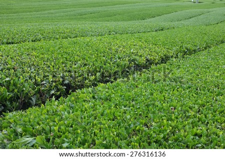 Blackground and texture Tea plantation at O\'Sulloc Tea House