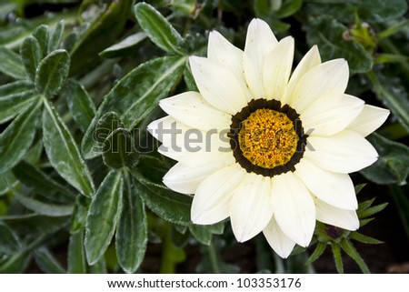 Gaillardia flowers ,commonly known as blanket flower