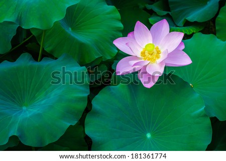 Nelumbo nucifera flowering plant is one of two species of aquatic plant in the family Nelumbonaceae