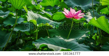 Nelumbo nucifera flowering plant is one of two species of aquatic plant in the family Nelumbonaceae