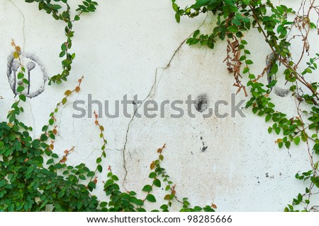 White wall with a climbing plant (Ficus pumila)