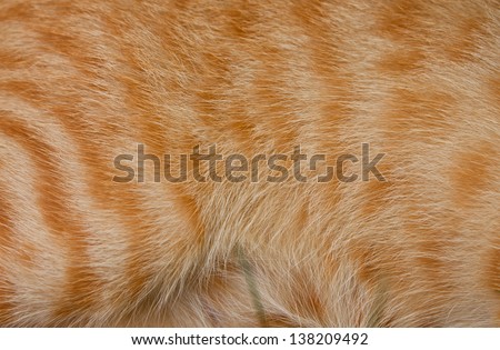 Cat fur is used for the background