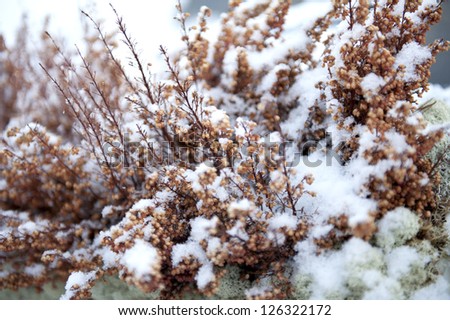 Dry plant in winter closeup