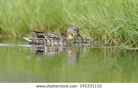 Duck swimming in the pond