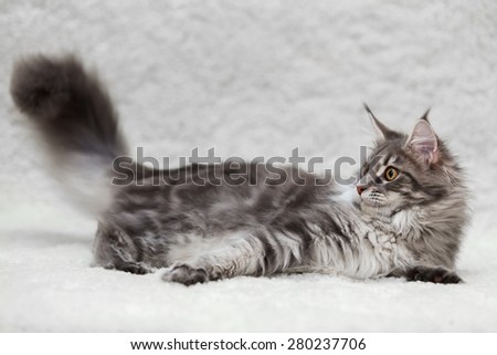 Gray maine coon cat posing on white background fur