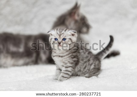 Small scootish fold kitten and big gray maine coon cat