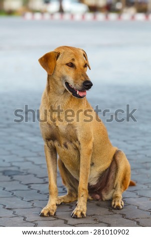 Pooch yellow dog sitting on tile on street
