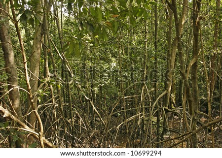 A mangrove trees sprouting with roots in the wilderness